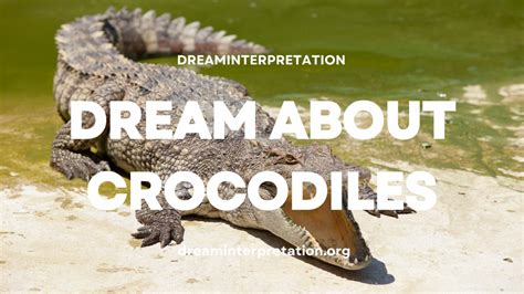 14 Dreams About Crocodiles – Meaning & Interpretation .